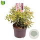 Pieris jap. Ralto Rose 15-20 cm 2,0L
