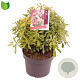 Pieris jap. Ralto Rose 20-30 cm 5,0L