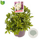 Pieris jap. 'Sarabande' 15-20 cm 2,0L