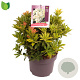 Pieris jap. 'Sarabande' 20-30 cm 5,0L