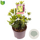 Pieris jap. 'Sinfonia' 15-20 cm 2,0L