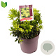 Pieris jap. 'Sinfonia' 20-30 cm 5,0L