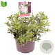 Pieris jap. 'Variegata' 15-20 cm 2,0L