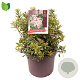 Pieris jap. 'Variegata' 20-30 cm 5,0L
