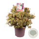 Pieris jap. 'Variegata' 50-60 cm 13L