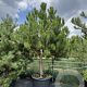 Pinus nigra 250-300 cm cont. 230L