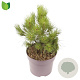 Pinus nigra 30-35 cm 7,5L