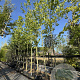 Platanus hispanica 18-20 HO cont. 80L