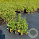 Potentilla f. 'Red Ace' 20-30 cm P13
