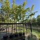 Prunus a. 'Regina' 10-12 cm 15L
