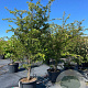 Prunus 'The Bride' 200-250 cm cont. 80L meerstammig