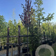 Prunus cer. 'Nigra' 10-12 HO 30L