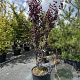 Prunus cer. 'Nigra' 225-250 cm cont. 80L meerstammig