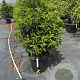 Prunus l. 'Angustifolia' 100-125 cm 30L