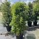 Prunus l. 'Angustifolia' 125-150 cm 35L