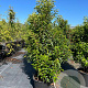 Prunus l. 'Angustifolia' 140-160 cm 30L