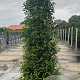 Prunus l. 'Angustifolia' 200-225 cm 30L