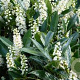Prunus l. 'Otto Luyken' 30-35 cm 2,0L
