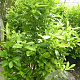 Prunus I. 'Rotundifolia' 175-200 cm 50L