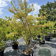 Prunus subh. 'Autumnalis Rosea' 200-225 cm 50L meerstammig