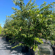 Prunus subh. 'Autumnalis Rosea' 250-300 cm cont. 110L meerstammig