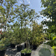 Prunus subh. 'Autumnalis Rosea' 300-350 cm cont. 160L
