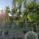 Prunus ser. 'Kanzan' 10-12 cm 50L