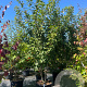 Prunus ser. 'Kanzan' 300-350 cm cont. 110L meerstammig
