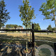 Prunus l. Genolia 12-14 HO cont. 80L leiboom