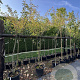 Prunus serrulata 200-250 cm 30L