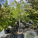 Ptelea trifoliata 250-300 cm cont. 110L meerstammig