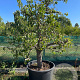 Pyrus c. 'Conference' 175-200 cm cont. 230L solitair extra