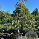 Pyrus c. 'Conference' 200-250 cm cont. 230L solitair