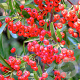 Pyracantha cocc. 'Red Cushion' 100-125 cm 50L