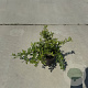 Pyracantha cocc. 'Red Cushion' 30-40 cm P13