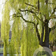 Salix sepulcralis 'Chrysocoma' 16-18 cm draadkluit