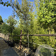 Quercus ilex 16-18 cm cont. 80L