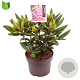 Rhododendron 'Bohlkens Lupineberg Laguna' 25-30 cm 5,0L