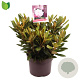 Rhododendron (Y) 'Carol. Allbrook' 30-35 cm 5,0L