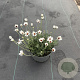 Rhodanthemum 'Casablanca' GM 2,0L