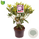 Rhododendron 'Catawb. Grandiflorum' 30-40 cm 5,0L