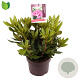 Rhododendron 'Cosmopolitan' 30-40 cm 5,0L