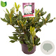 Rhododendron 'Cunningham's White' 30-35 cm 5,0L