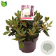 Rhododendron (Y) 'Dreamland' 25-30 cm 5,0L