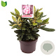 Rhododendron (Y) 'Fantastica' 25-30 cm 5,0L