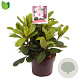 Rhododendron 'Furnivall's Daughter' 30-40 cm 5,0L