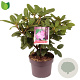 Rhododendron 'Germania' 30-40 cm 5,0L