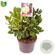 Rhododendron Goldinetta 30-40 cm 5,0L