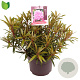 Rhododendron (AP) 'Graziella' 30-35 cm 5,0L