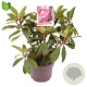 Rhododendron (AK) 'Junifeuer' 30-40 cm 5,0L